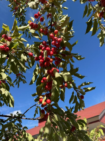 Closeup of some bright red crabapples hanging from a tree in the garden located behind the Stanley Hotel.