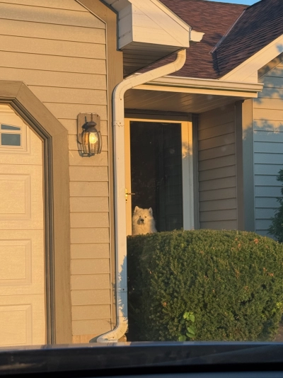 View from the driver's seat in a Wisconsin driveway. Genji, a large fluffy white dog, stares at the photographer from behind the glass screen door of his house.