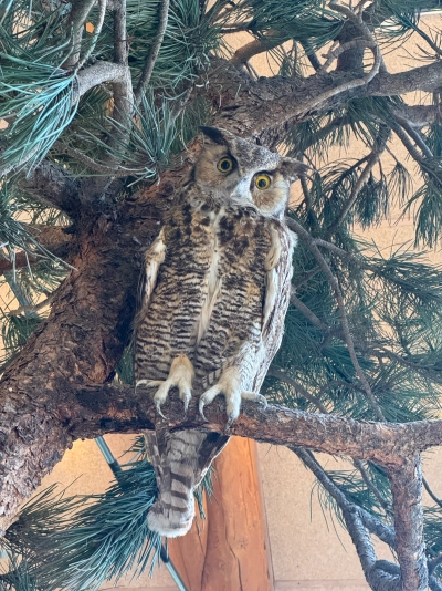 A stuffed Great Horned Owl looking directly into the camera with yellow eyes, located in the Lookout Mountain Nature Preserve.