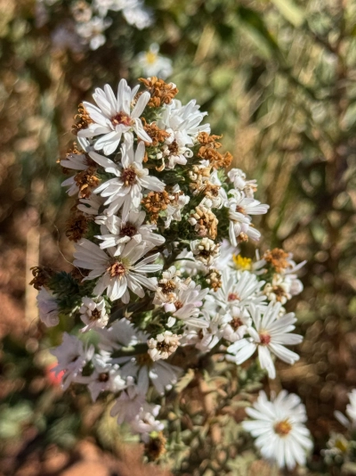 Macro shot of a cluster of flowers on the Red Rocks Trail in Colorado. About half have wilted for the season, but the other half live on and are still bright.